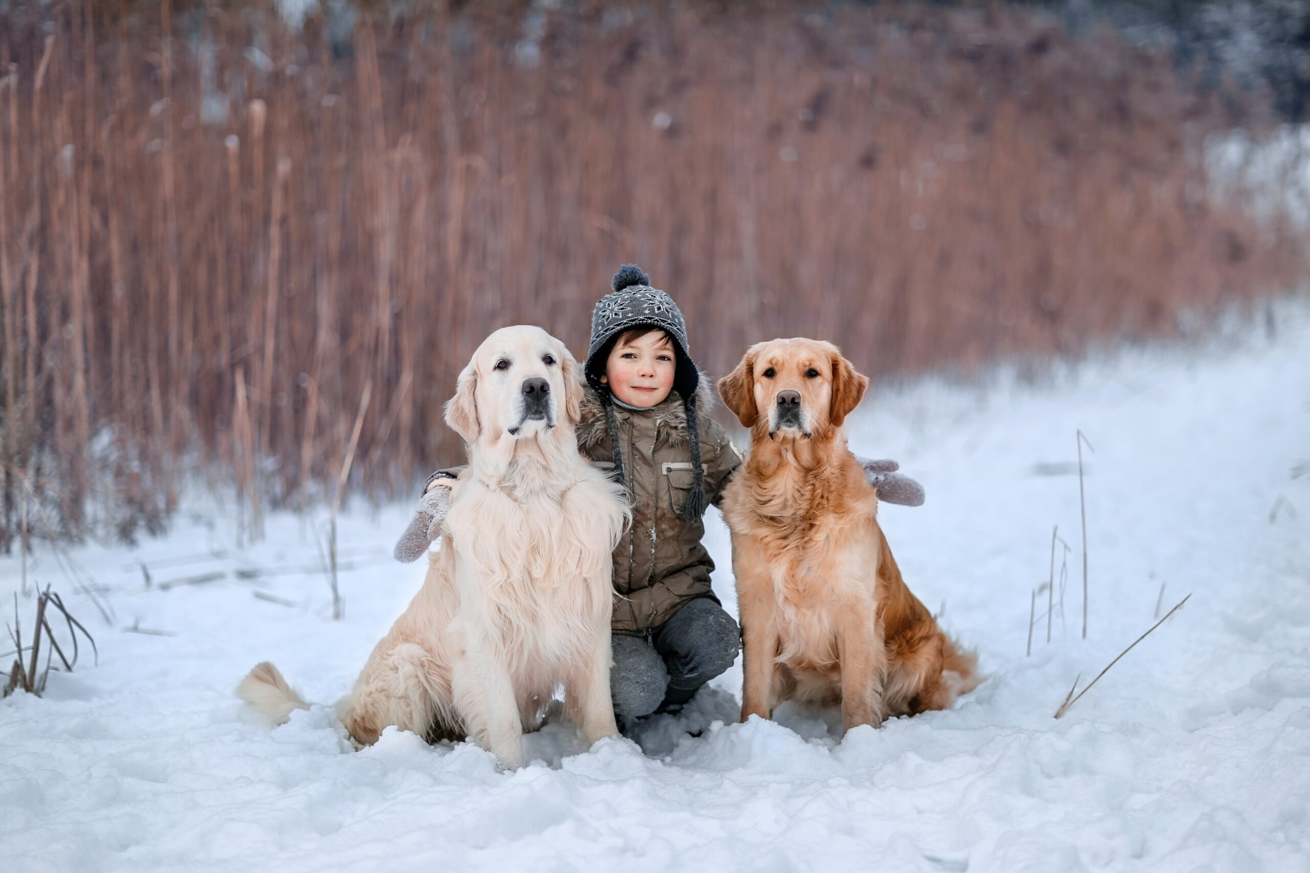 winter-boy-and-labrador-dogs-2022-11-11-07-36-41-utc