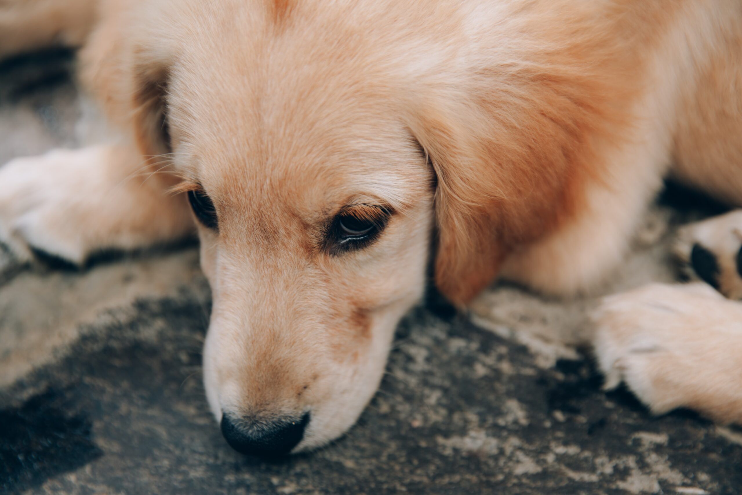 cute-golden-retriever-sad-and-tired-dog-lying-on-c-2023-11-27-04-49-03-utc