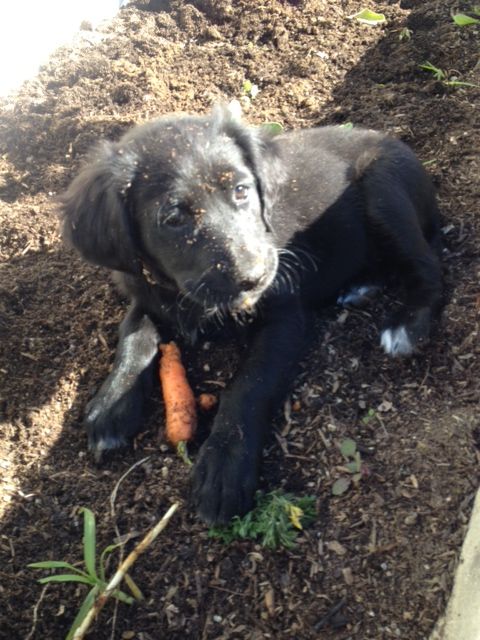 Pippin-Gardening