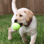 Giddy McFreckleshound