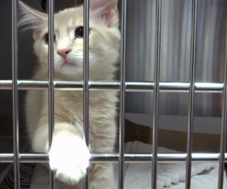 Adoptapalooza Adoption Event!