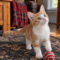 Bella Theball