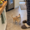 Biscotti Barksley