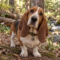 Chester Buttercup