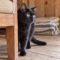 Chowder Whiskertail