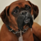 Dogtor Pepper