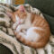 Hazel Sleepypants