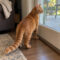 Huckleberry Meowsworth