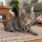 Jellybean Purrsley