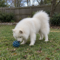 Mochi Marshmallow