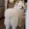 Mochi Marshmallow