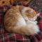 Pickles Sleepypants