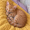 Sage MeowMeow