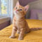 Sage MeowMeow