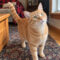 Snickerdoodle Whiskerbee