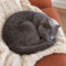 Sourdough Whiskerbutton