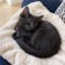 Sprinkles Von Meowington