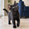 Sprinkles Von Meowington