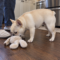 Truffle Tinkertail