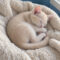 Tumbleweed Snugglefluff