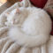 Turkish Delight