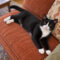Tuxedo McPurrsalot