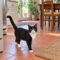 Tuxedo McPurrsalot
