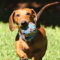 Walter Snorfington