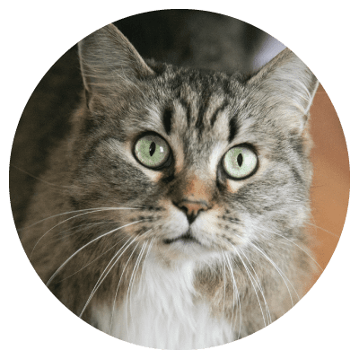 cat1