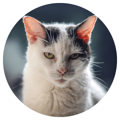 cat2