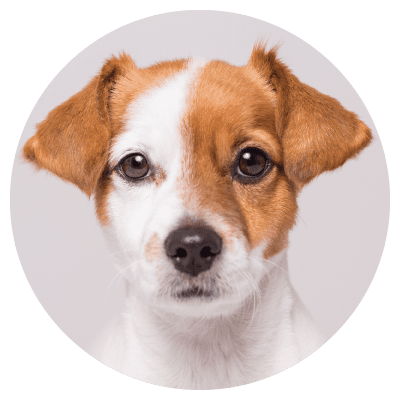 dog1