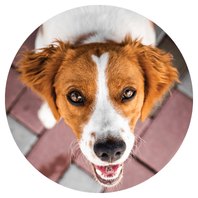 dog2